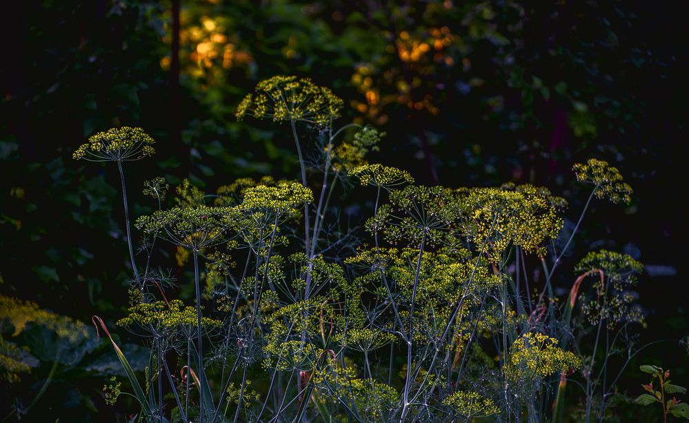 Photograph by Илья Чирков