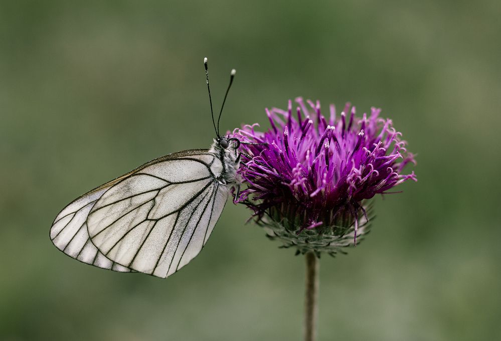 Красавица и Чудовище