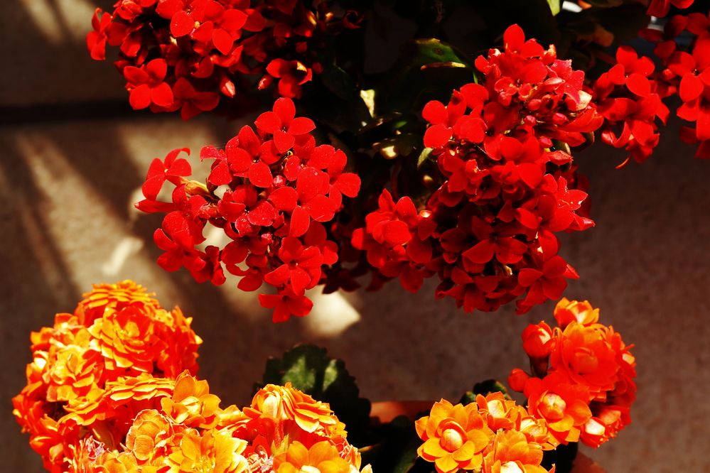 Photograph by Ernest Spiteri Gonzi