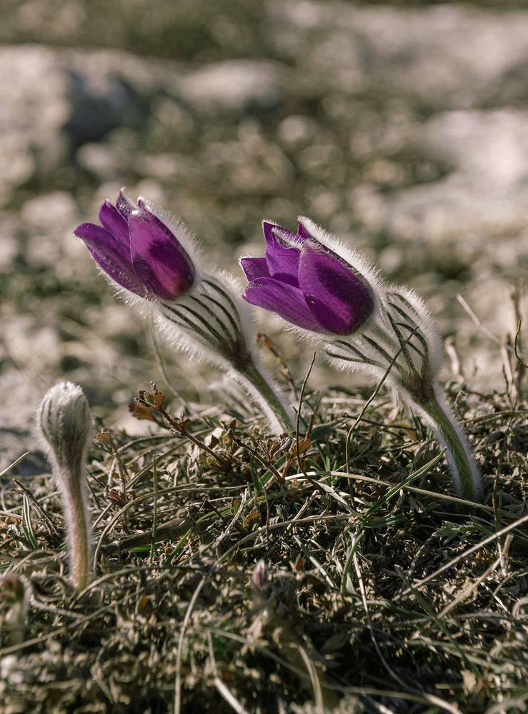 Пушистое трио