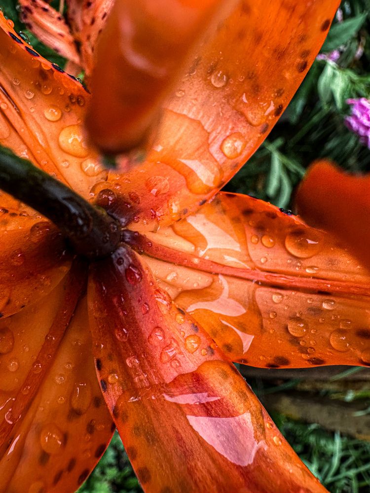 Photograph by Дина Чехова