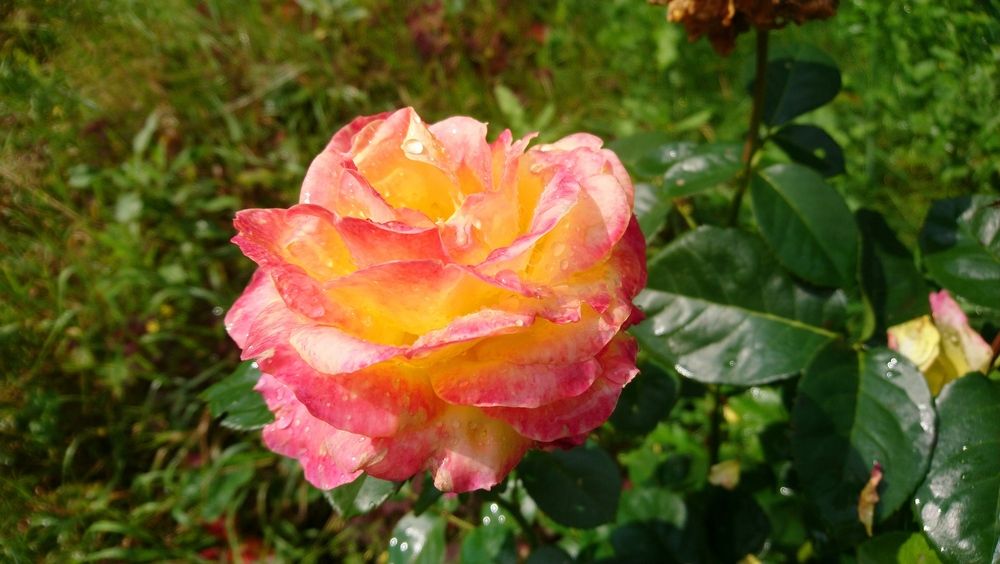 Photograph by Инна Голубева