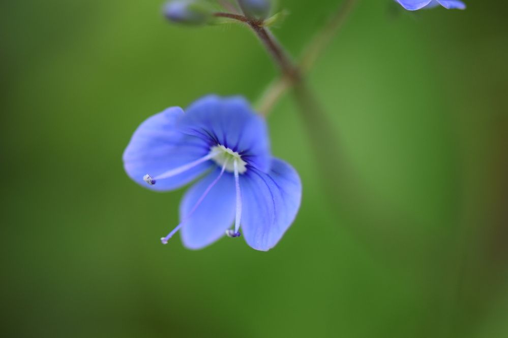 Photograph by Инна Голубева