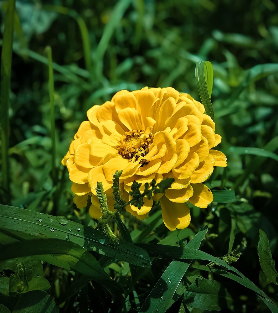 Crowned in Dew, Called to Glory