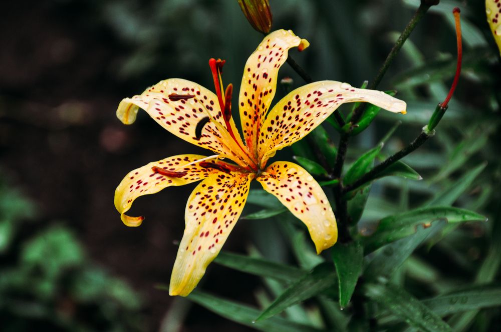 Фотография автора Елизавета Синицына