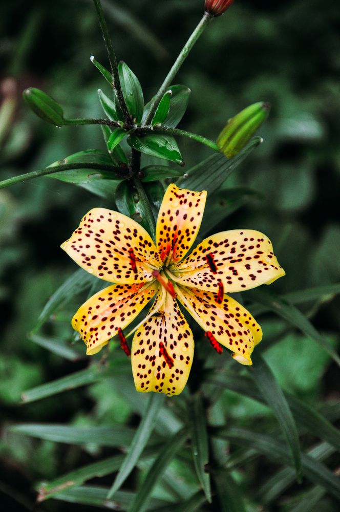 Фотография автора Елизавета Синицына