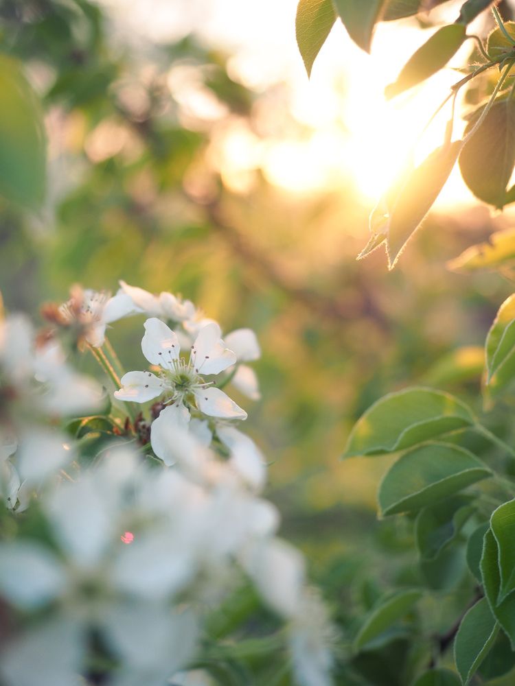 Photograph by Светлана Шибаршина