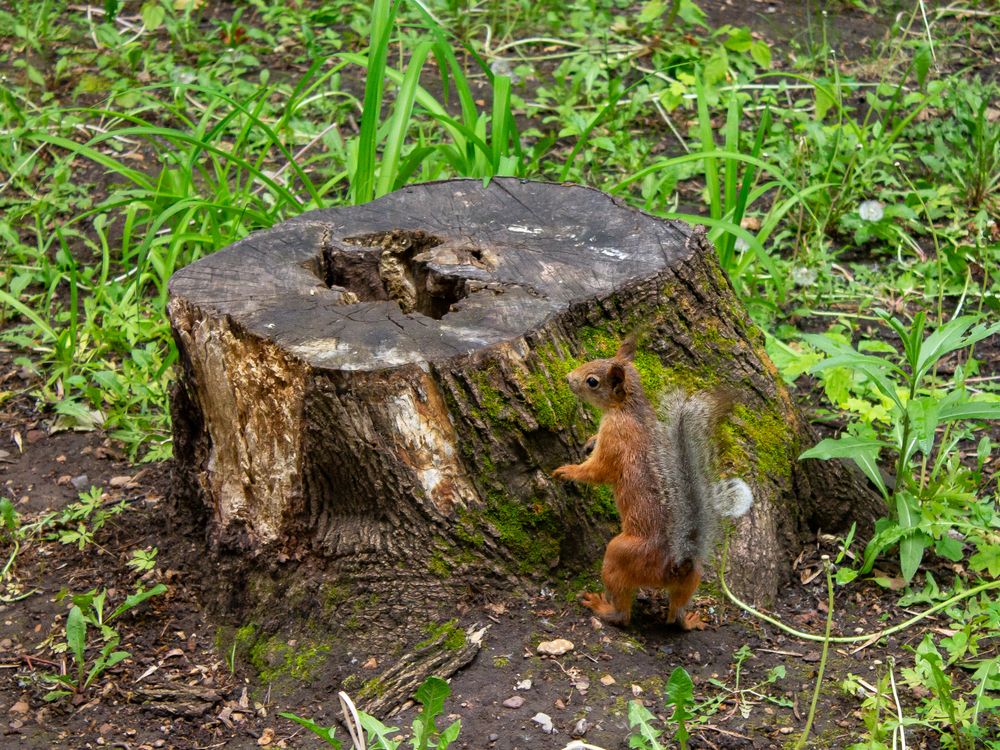 Фотография автора Дарья Рогозина