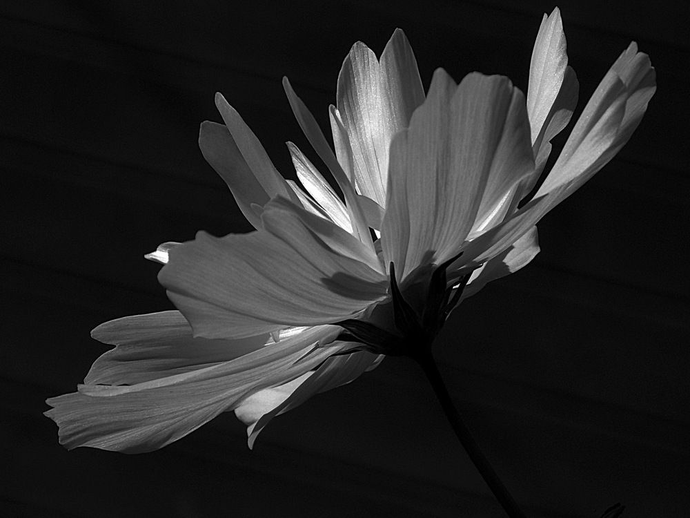 Photograph by Анастасия Смирнова