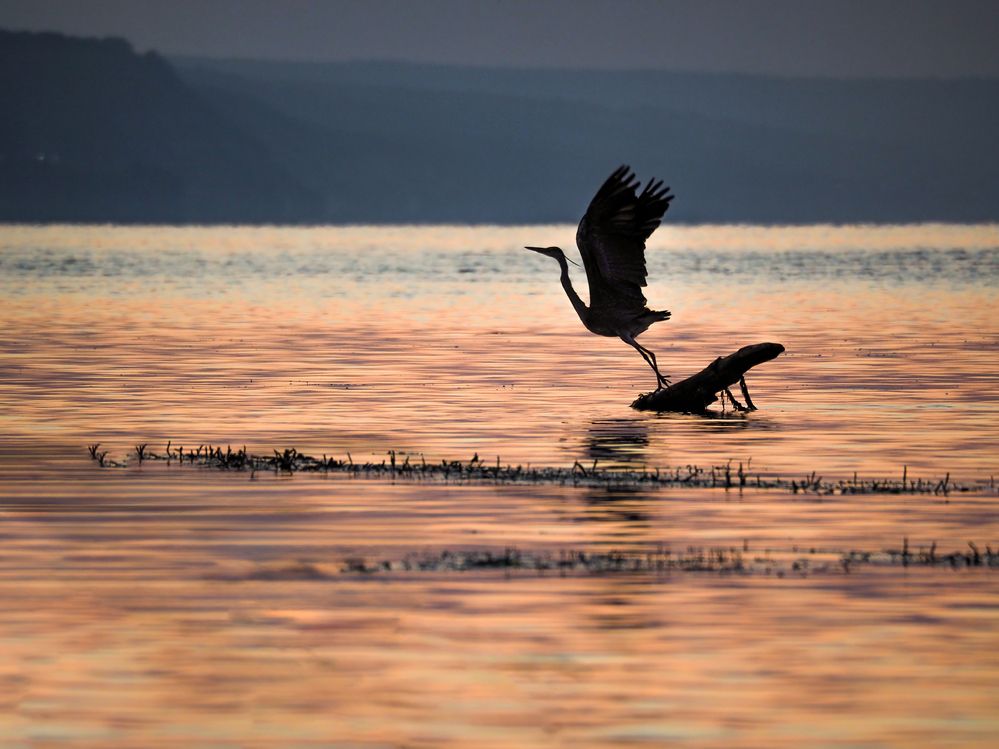 Photograph by Светлана Шибаршина