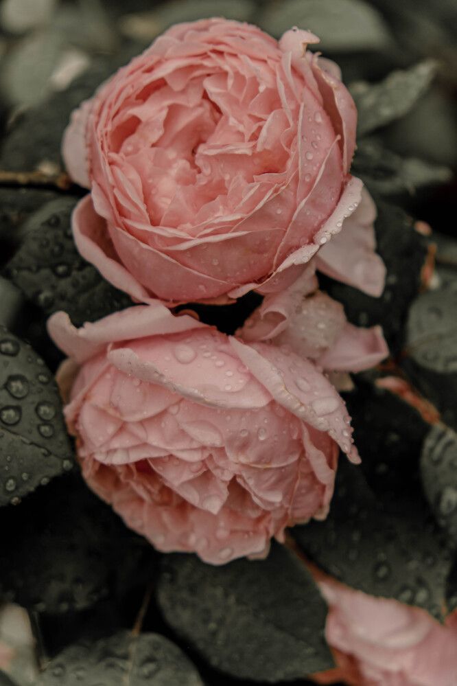 Photograph by Tatiana Potapenko