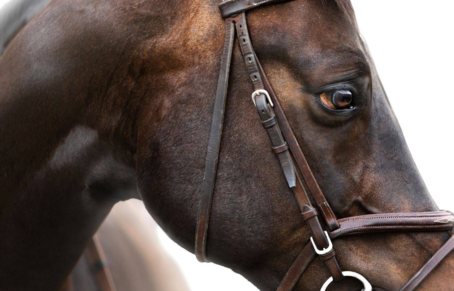 Фотография #12496427