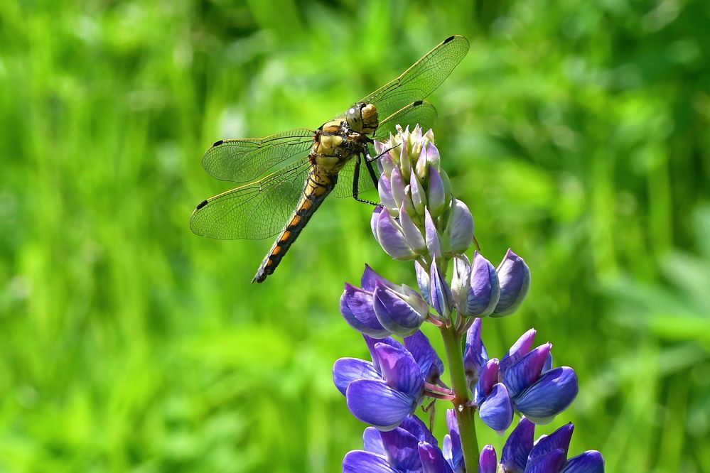 Photograph by Корнейчук Игорь