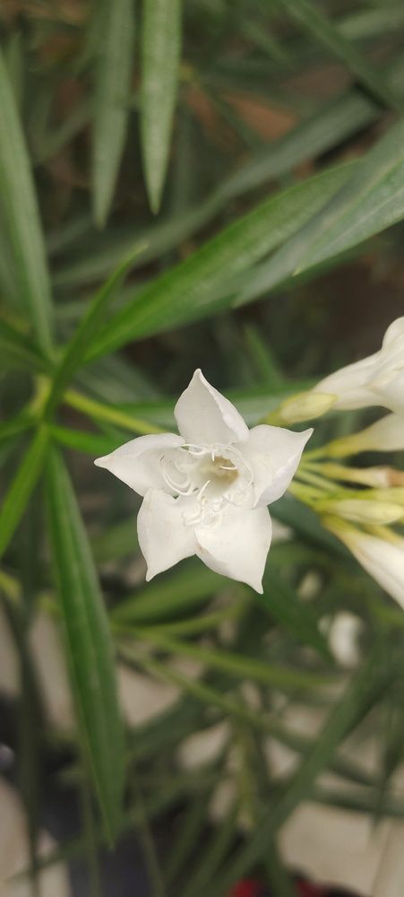 Photograph by Vishwa Trivedi