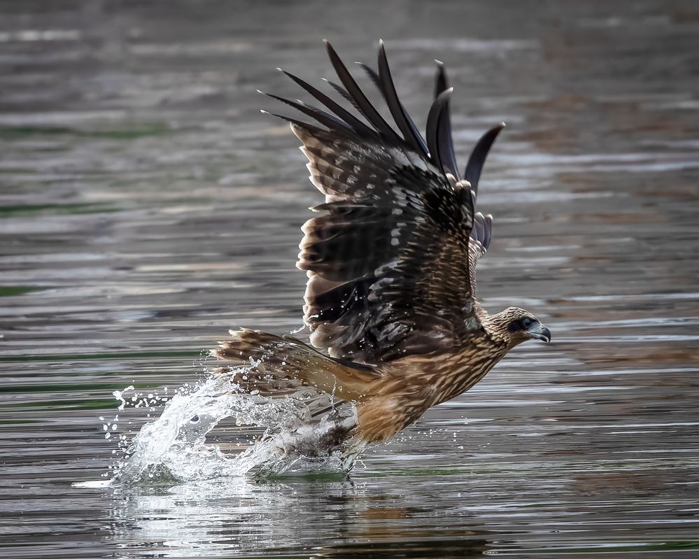 Photograph by KOHAGI