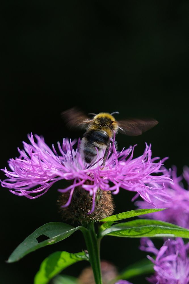 Фотография автора Светлана Ощепкова