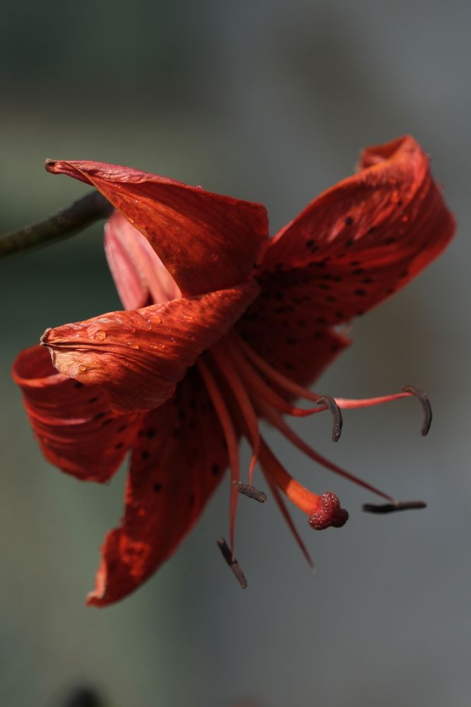 Фотография автора Светлана Ощепкова