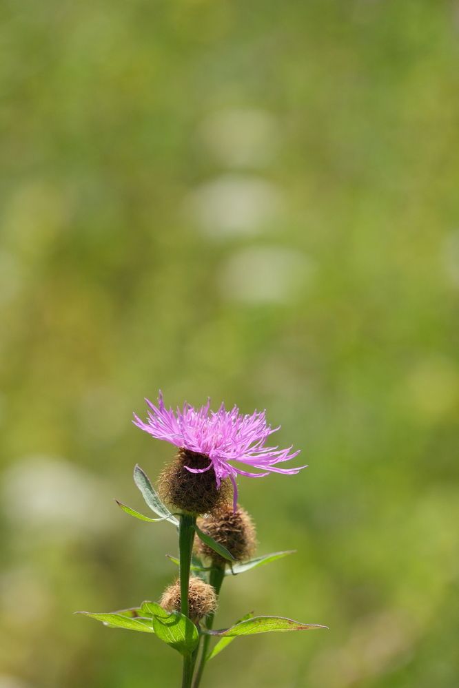 Фотография автора Светлана Ощепкова