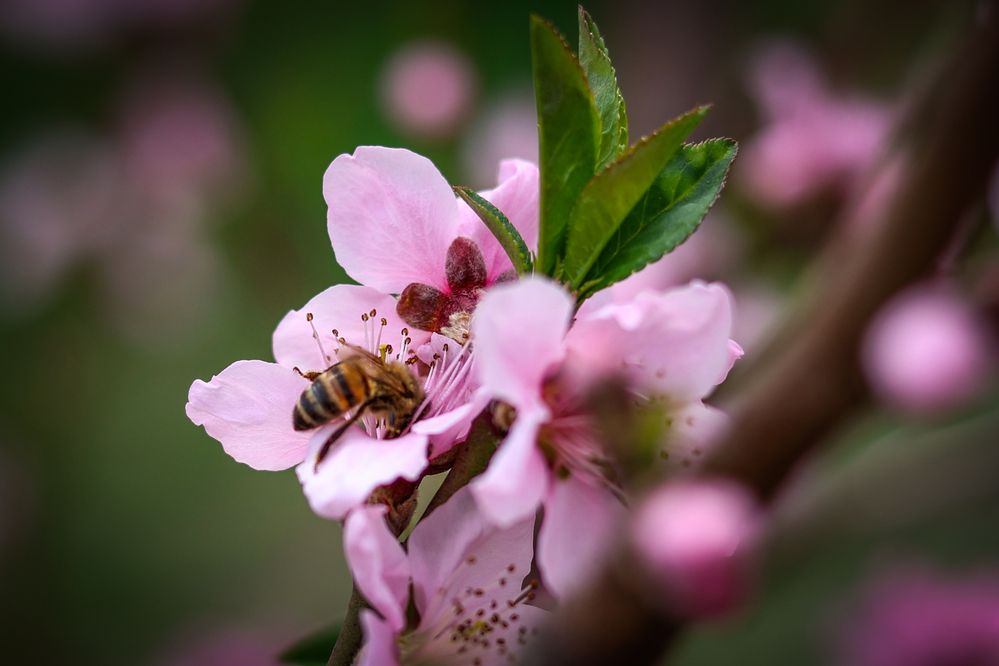 Photograph by Асмик Саргсян