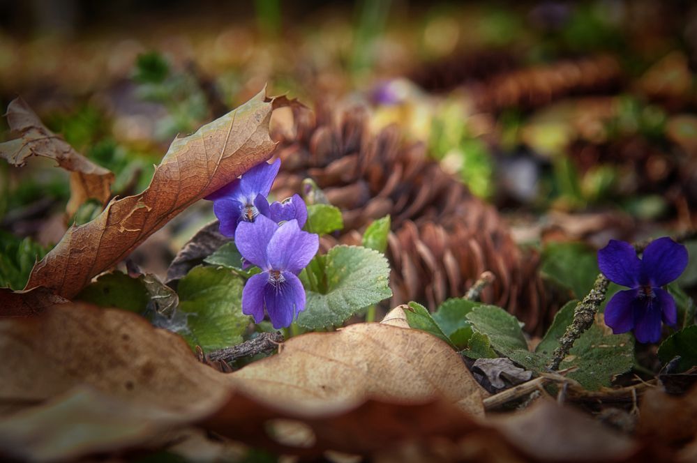 Фотография автора Сергей Степанов