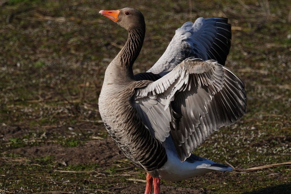 Wild goose