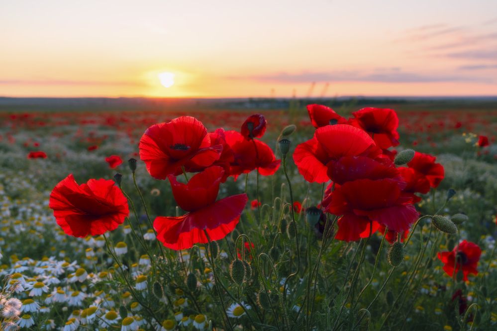 Photograph by Юлия Мальцева