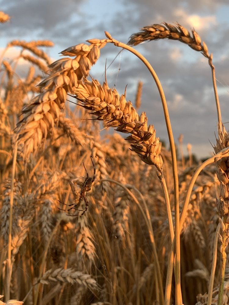 Фотография автора Ирина Шпаковская