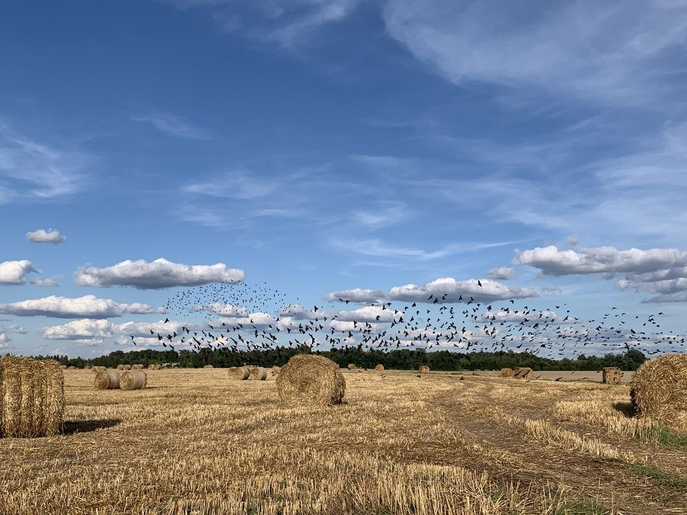 Фотография автора Ирина Шпаковская