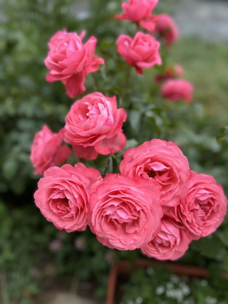 Photograph by Амирова Анар