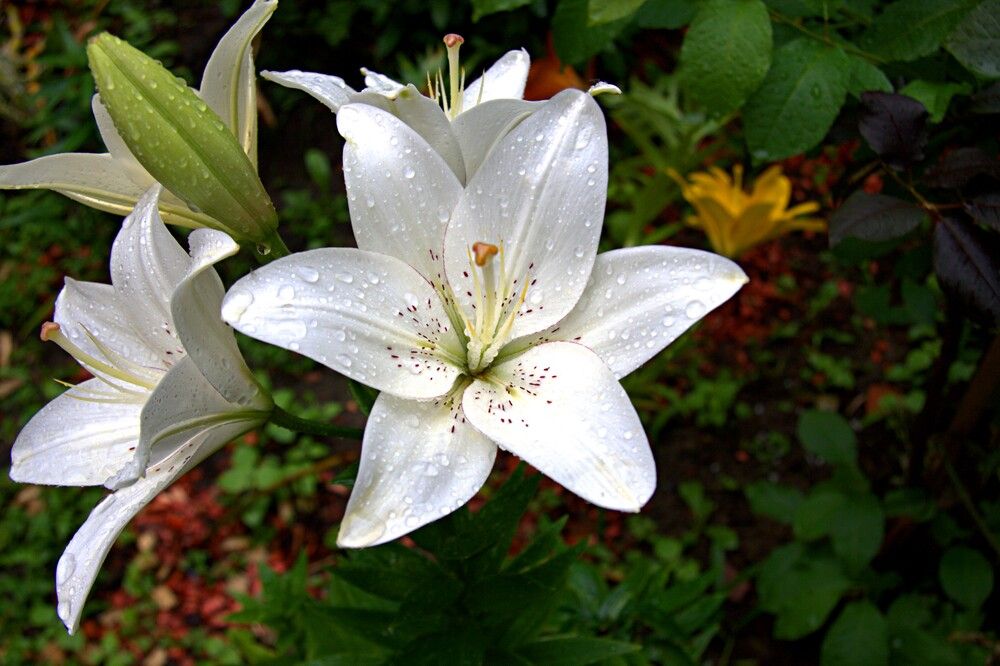 Photograph by Антон Корольков