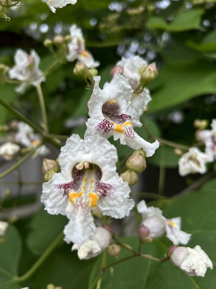 Photograph by Амирова Анар