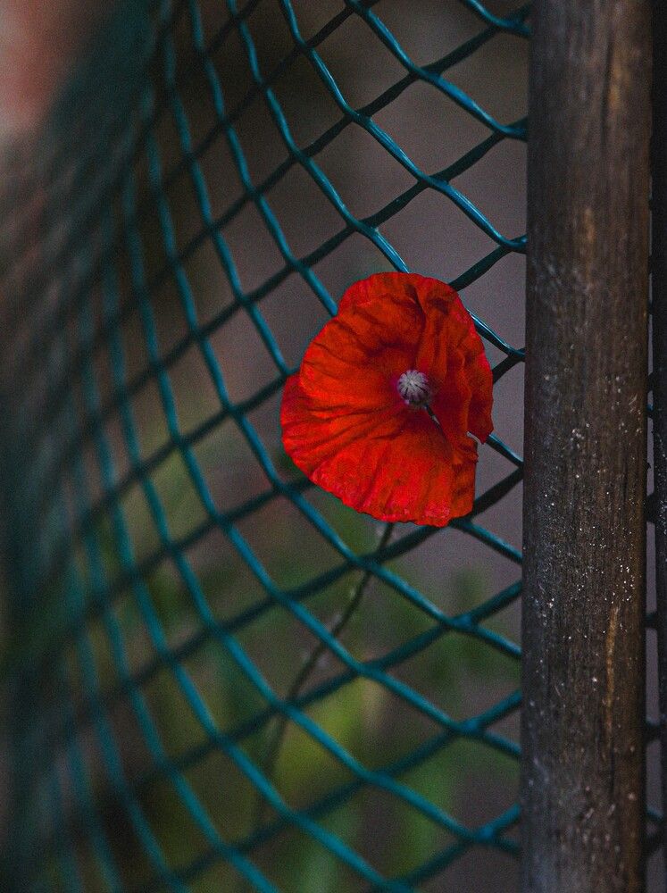 Photograph by Наталья Исаева