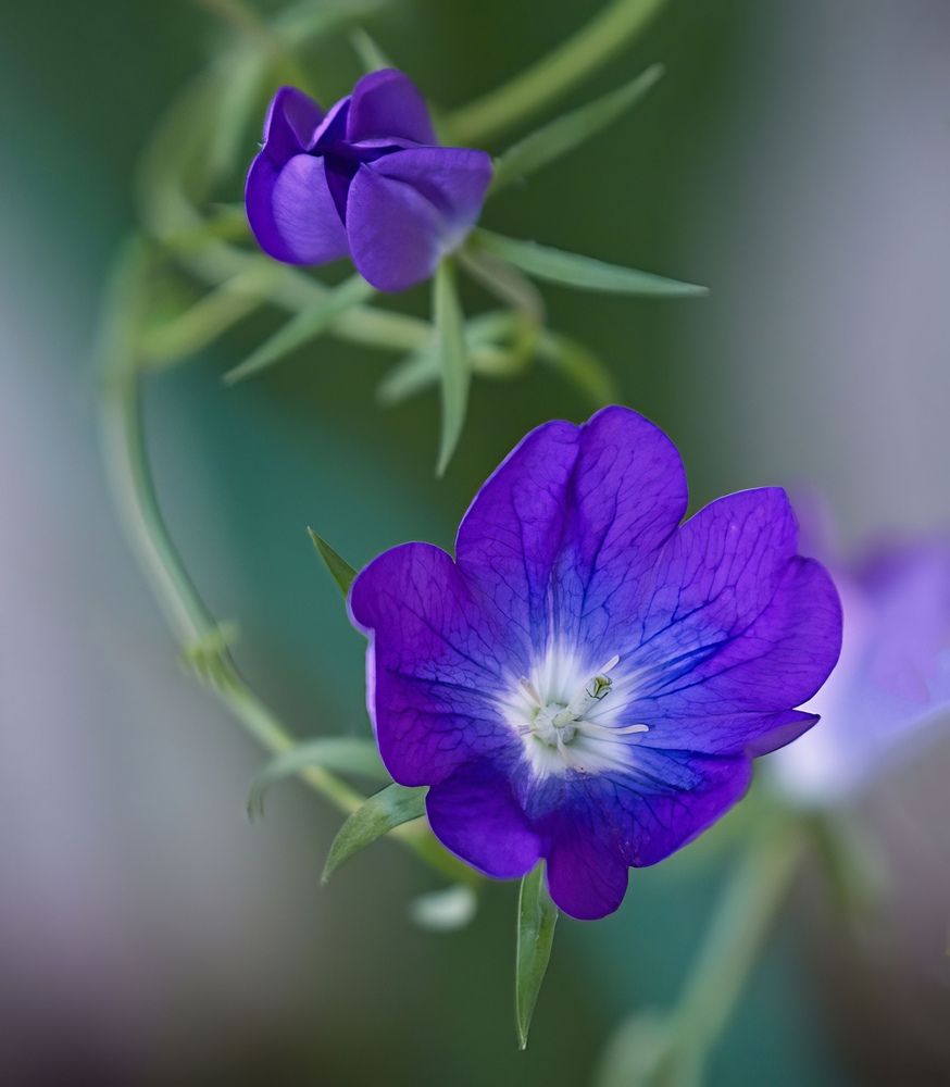 Photograph by Marina Krivitskaya