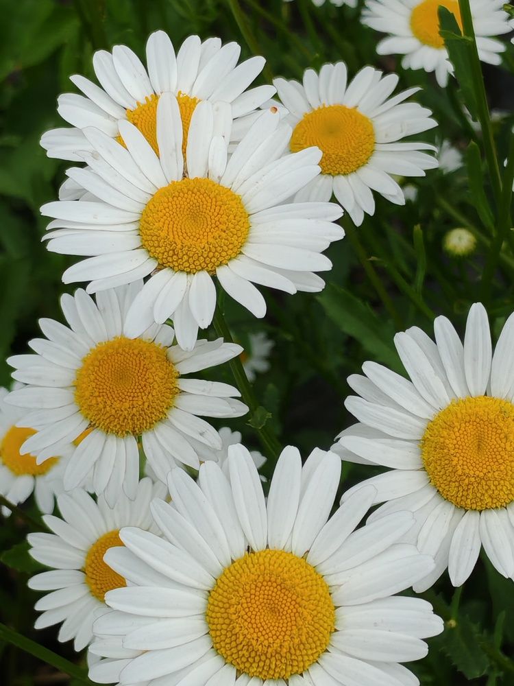 Фотография автора Наталья Шендяпина