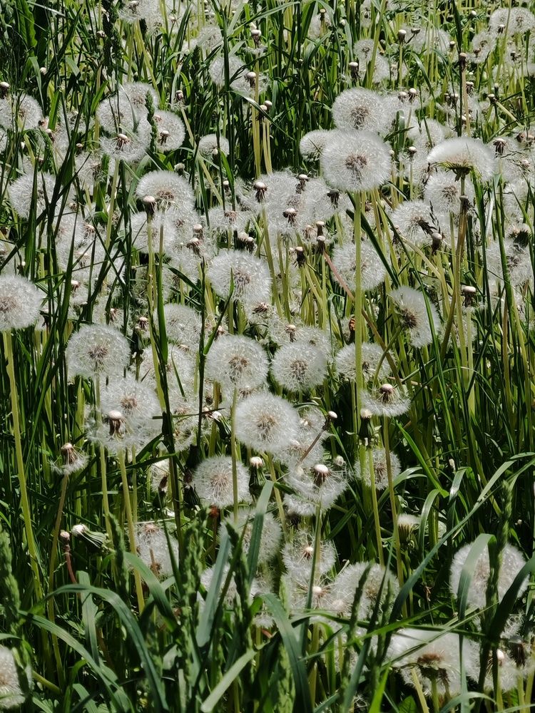 Фотография автора Наталья Шендяпина
