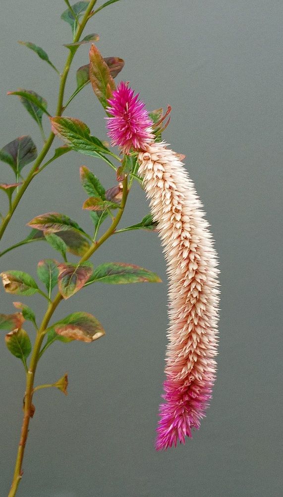 Photograph by Maria da Conceição Queiroz