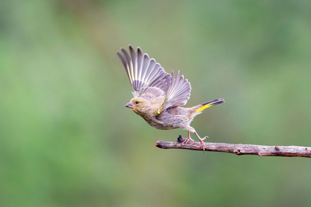 Photograph by Jørgen Hovde