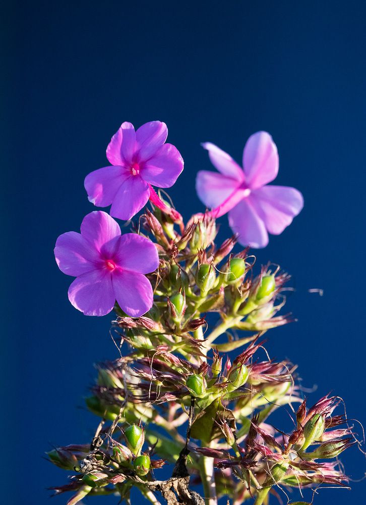 Photograph by Дмитрий Ткаченко