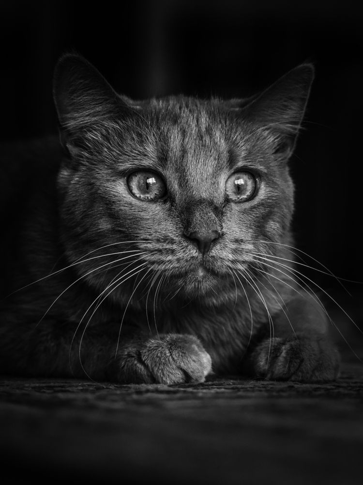 Photograph by Георгий Акопджанов