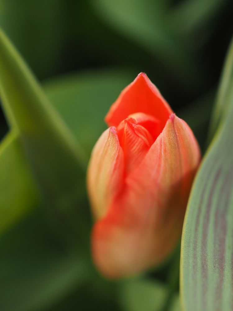 Photograph by Patrizia Bellotti