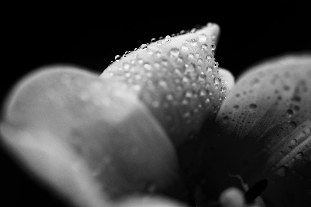 Photograph by Eric Galton