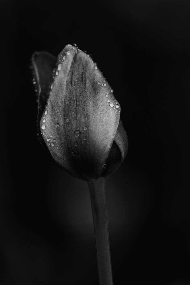 Photograph by Eric Galton