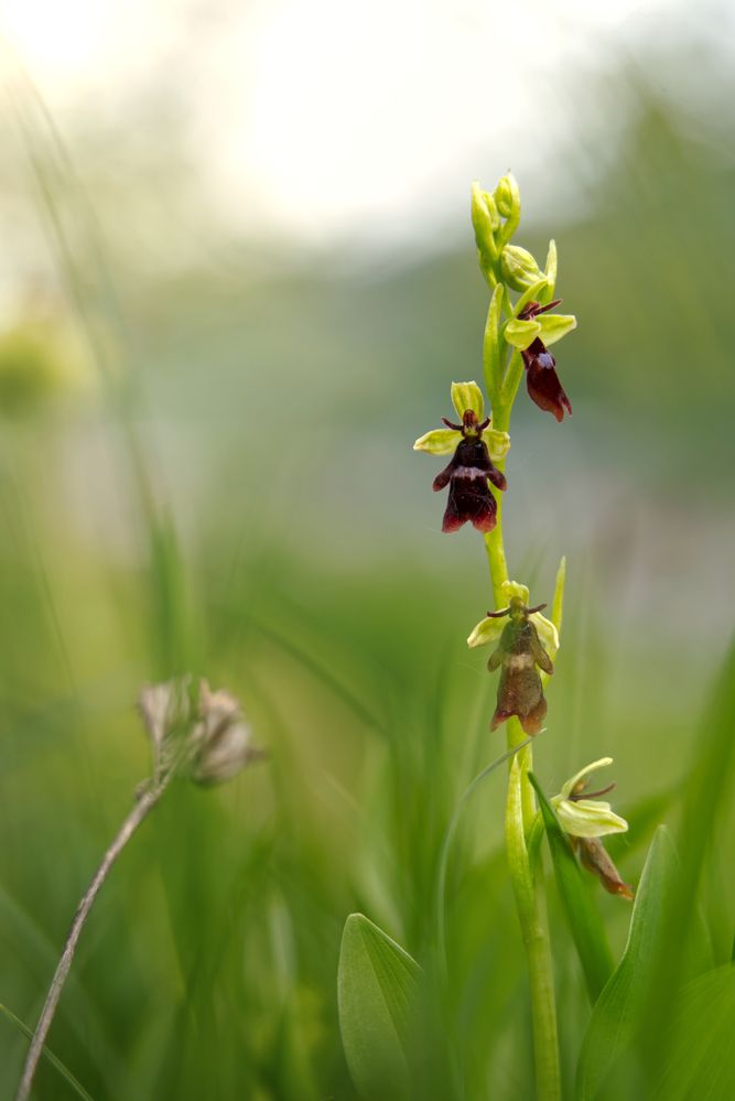 Photograph by FILIP BETKO