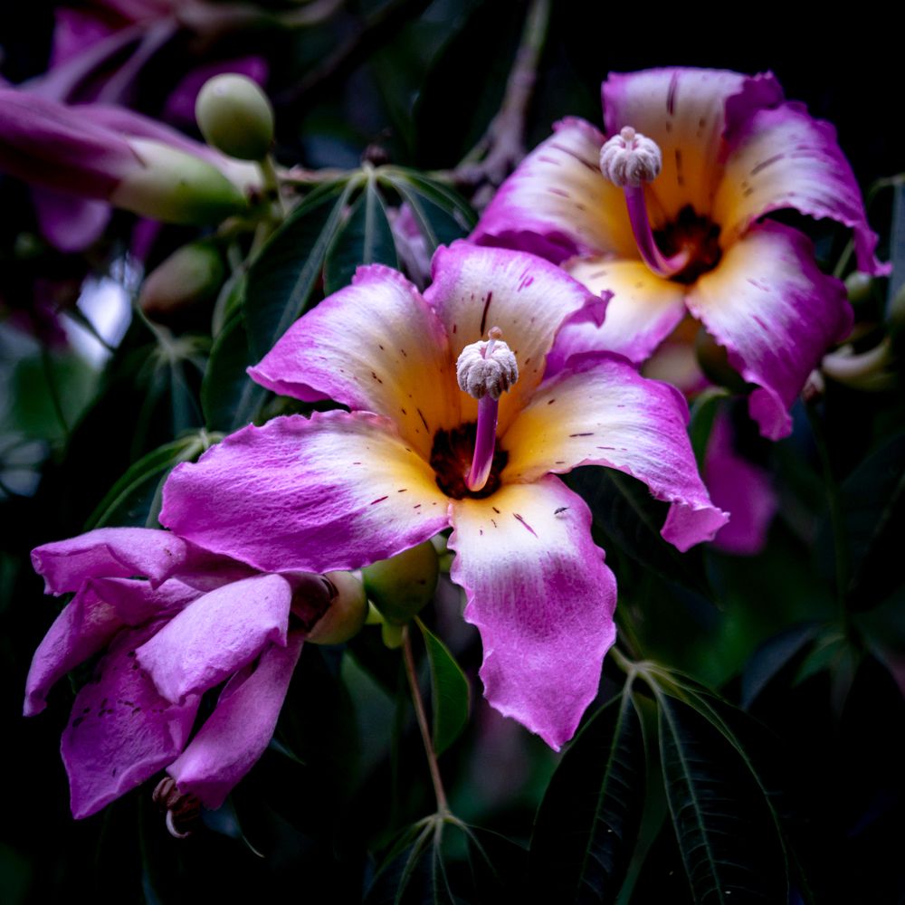 Photograph by Germán Garibay