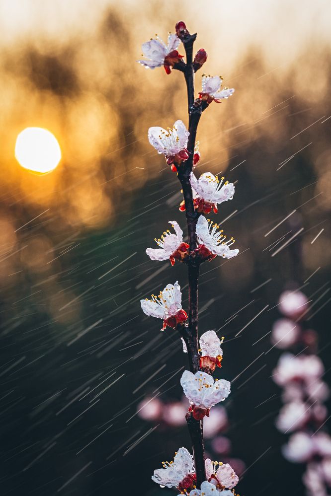 Photograph by Samir Kurtagić