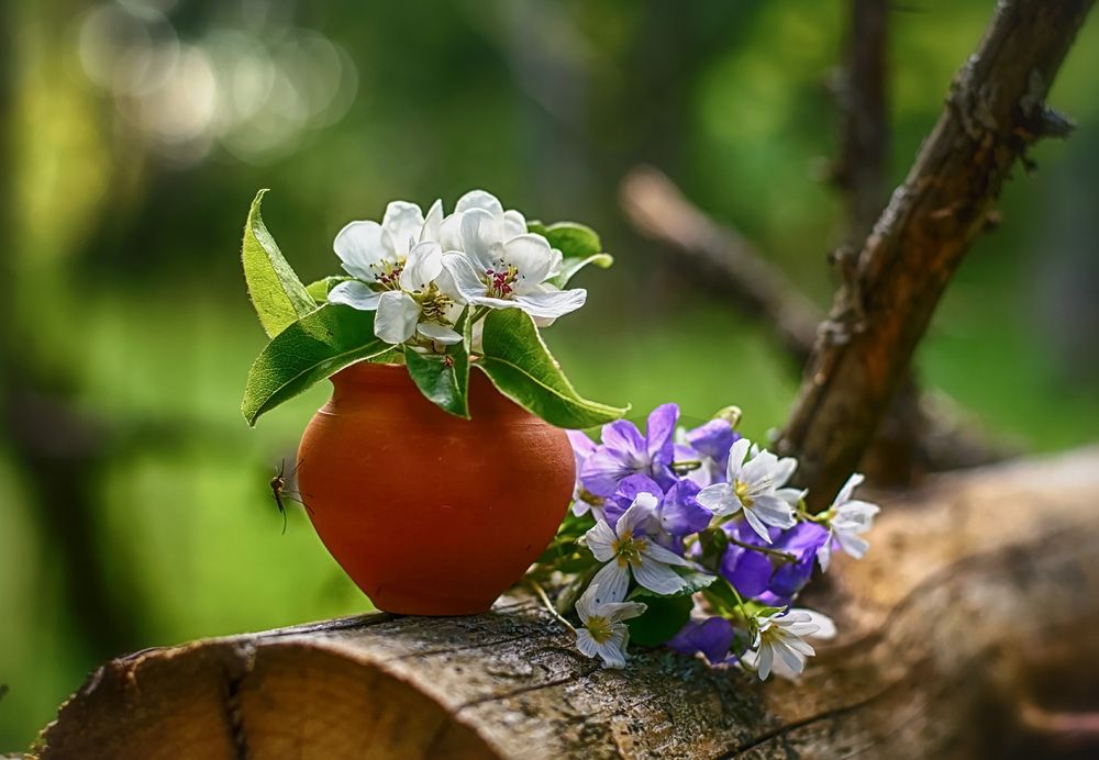 Лесные истории.