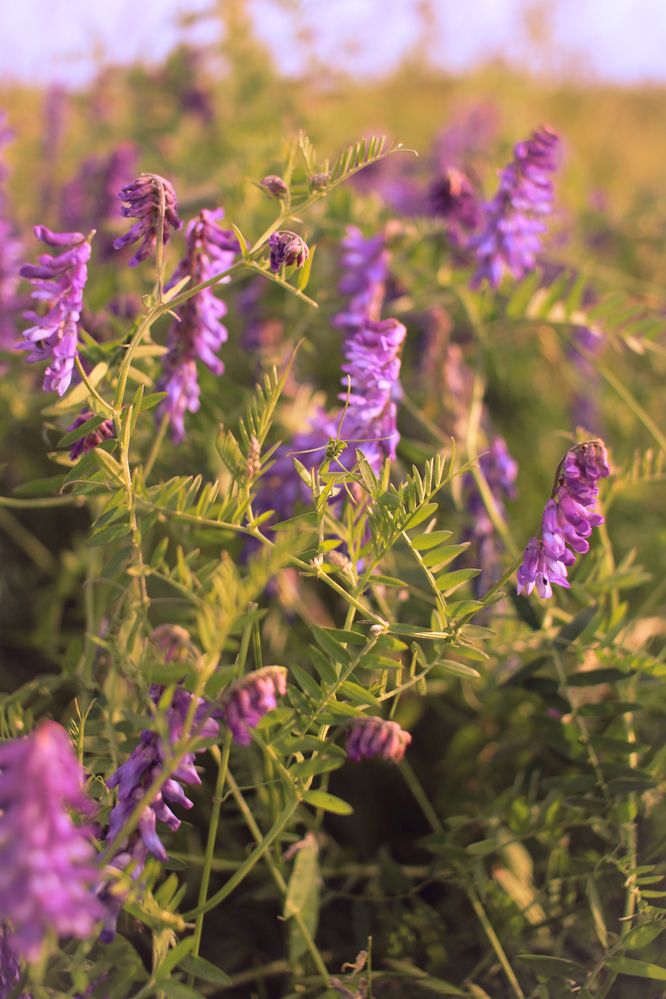 Photograph by Эмма Астапова