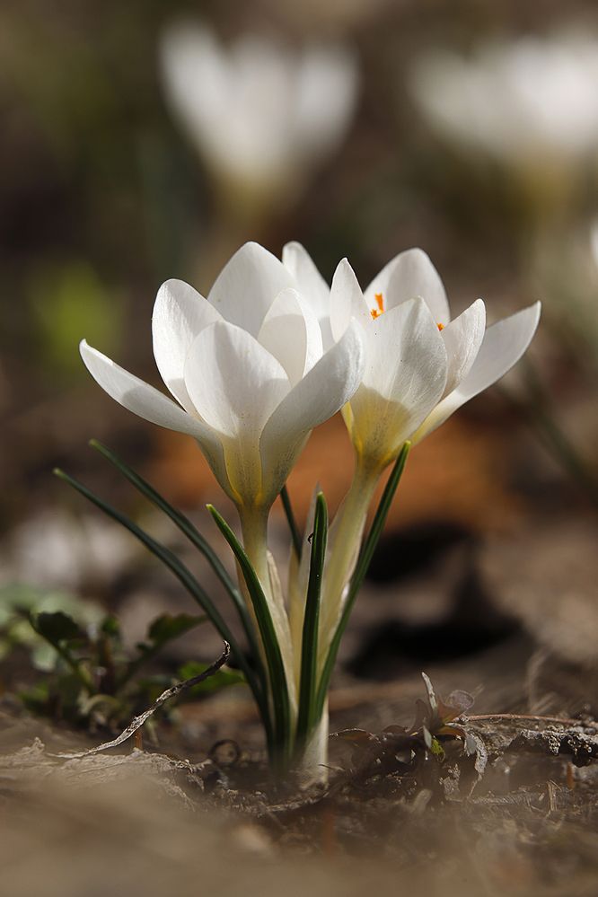 Photograph by Антон Леонов