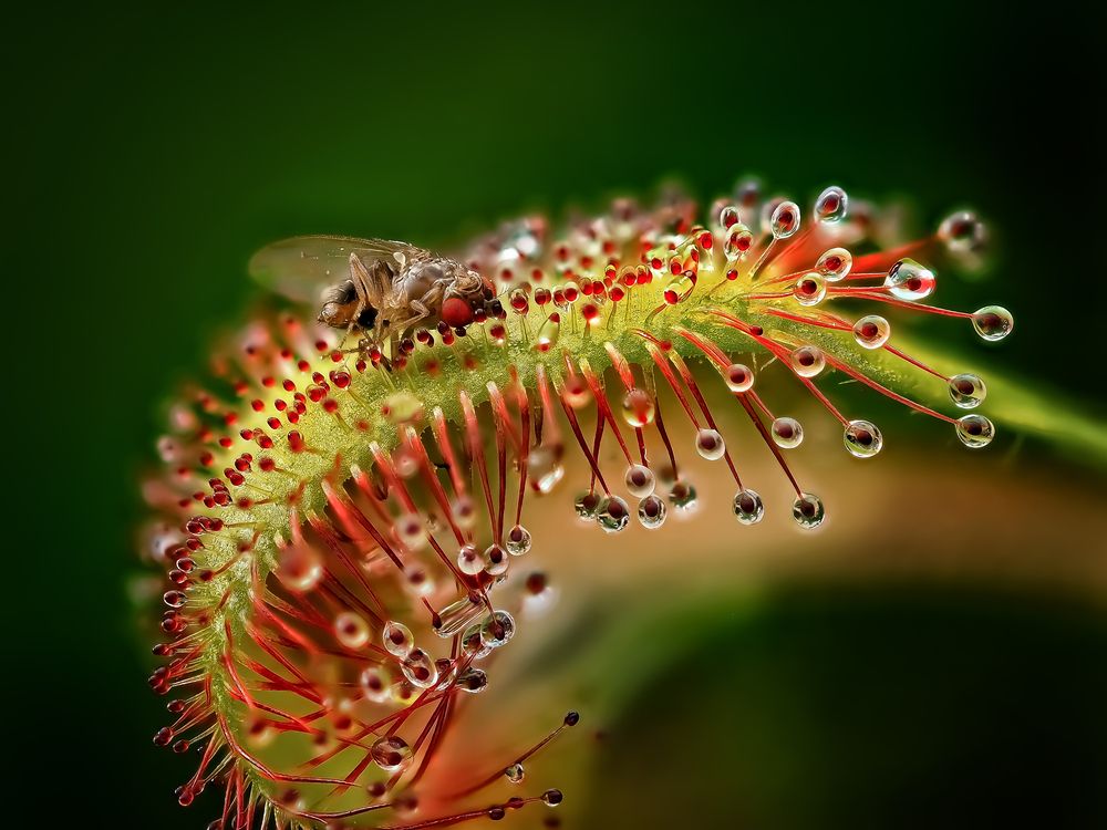 Photograph by Савчук Анатолий