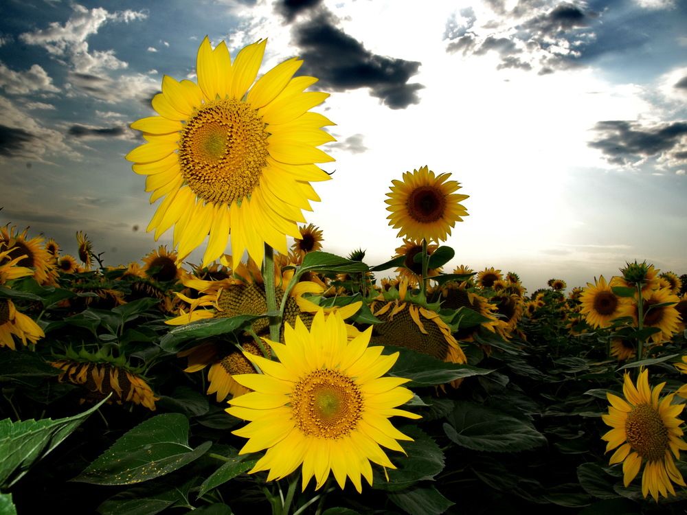 Фотография автора ВЛАДИМИР Тертышник